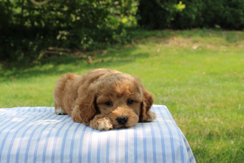 puppy, for, sale, Mini Goldendoodle F1B, Matthew B. Stoltzfus, dog, breeder, Gap, PA, dog-breeder, puppy-for-sale, forsale, nearby, find, puppyfind, locator, puppylocator, aca